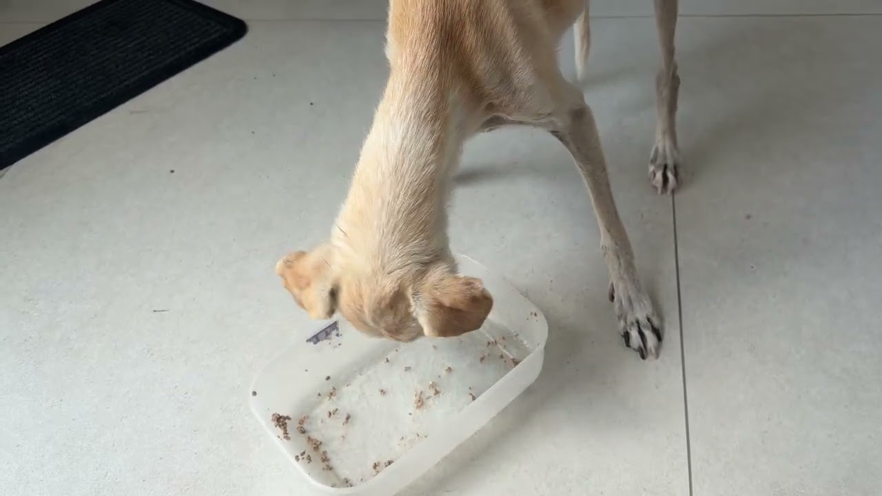 An Update on Nala&rsquo;s Health | We Had to See the Vet Again - Takis Shelter
