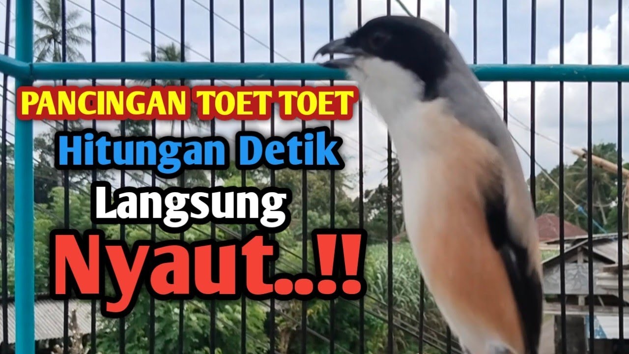 PANCINGAN CENDET GACOR FULL MATERI MEWAH TOET. TOET.. Hitungan Detik langsung Nyaut. 