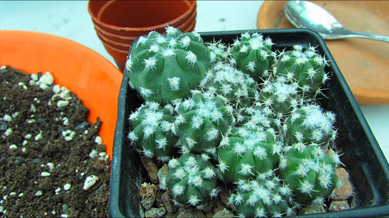 Potting up Echinopsis Cactus Seedlings ' Domino Cactus' - Pricking out & Planting & Tips