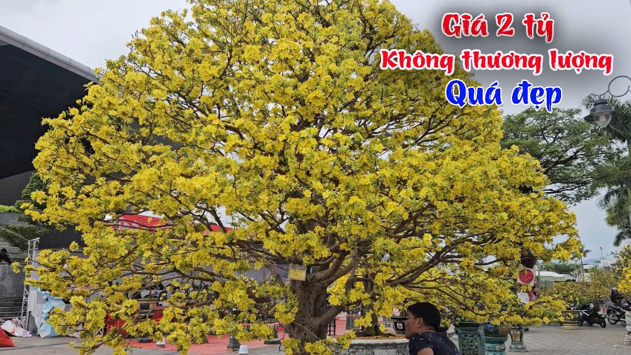 Cây Mai siêu đẹp giá 2 TỶ không thương lượng tại chợ hoa tết Đà Nẵng