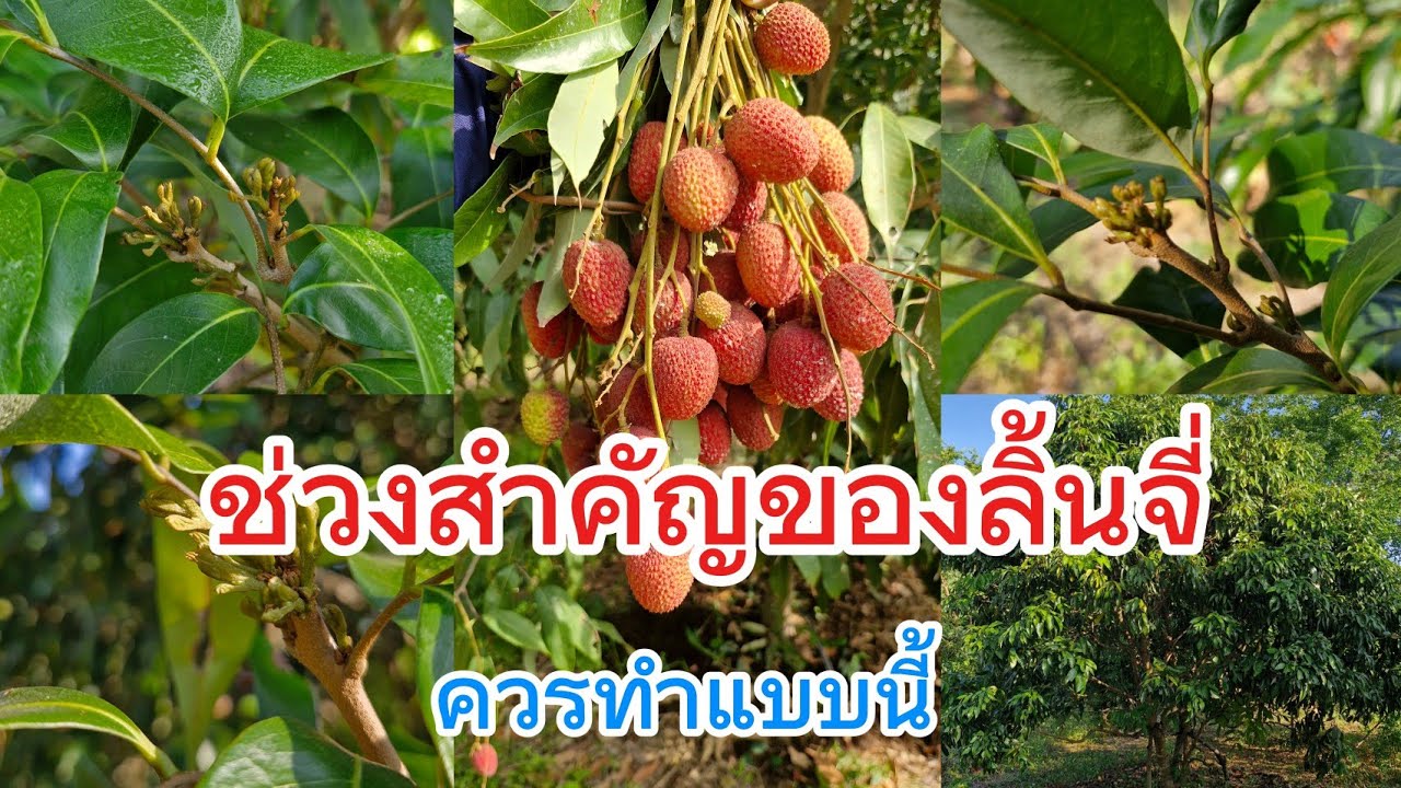 การทำดอกลิ้นจี่ควรงดน้ำหรือให้น้ำแล้วควรเพิ่มอะไรเพื่อทำให้ลิ้นจี่ติดดอก | #ทำดอกลิ้นจี่นพ1