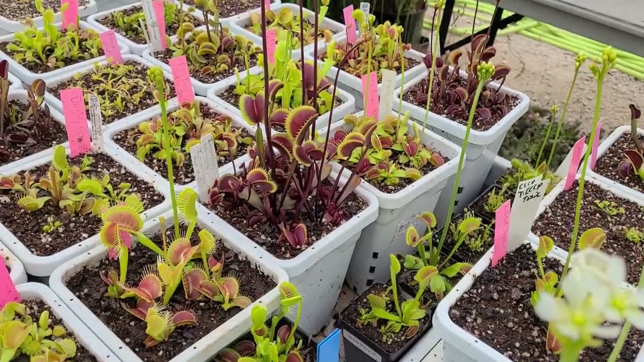 Matt's Venus flytrap collection tour April 27, 2023