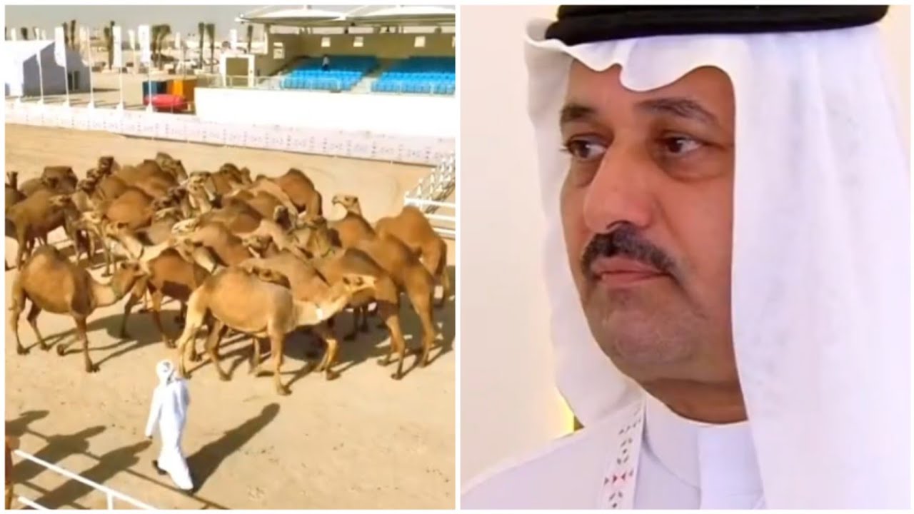 🥇منقية سمارات حامد سعود سمار العتيبي تحصد المركز الأول شوط  30 (النخبة) شعل - صفر‎#مهرجان_قطر_للإبل