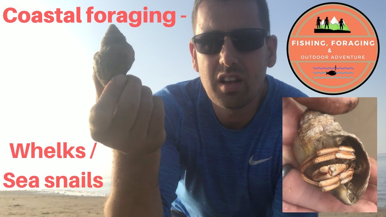 Coastal foraging - Whelks / sea snails