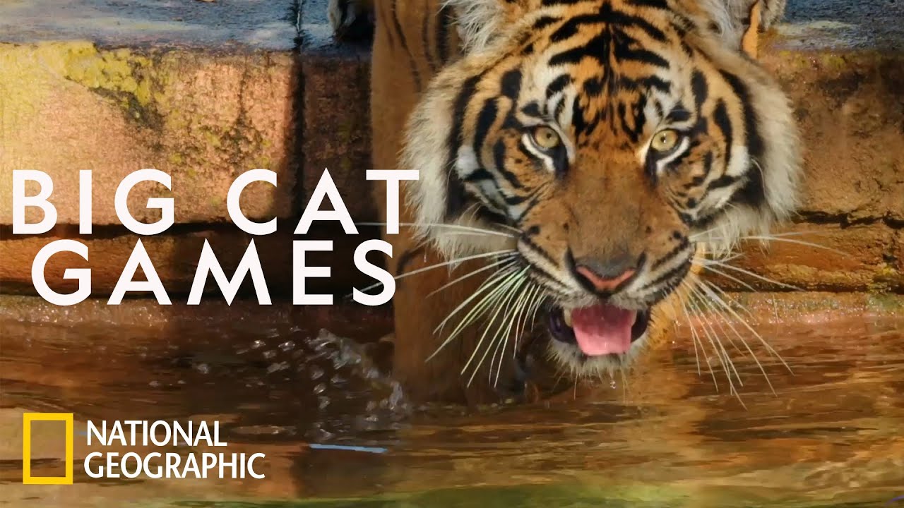 Keeping a Sumatran Tiger Healthy | Magic of Disney's Animal Kingdom