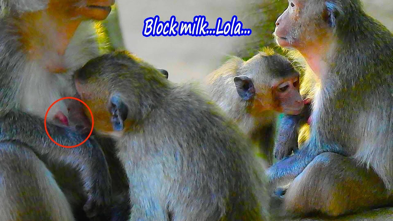 The most pitiful weaning baby Lola, baby monkey was mistreated and bitten by mom , On weaning time