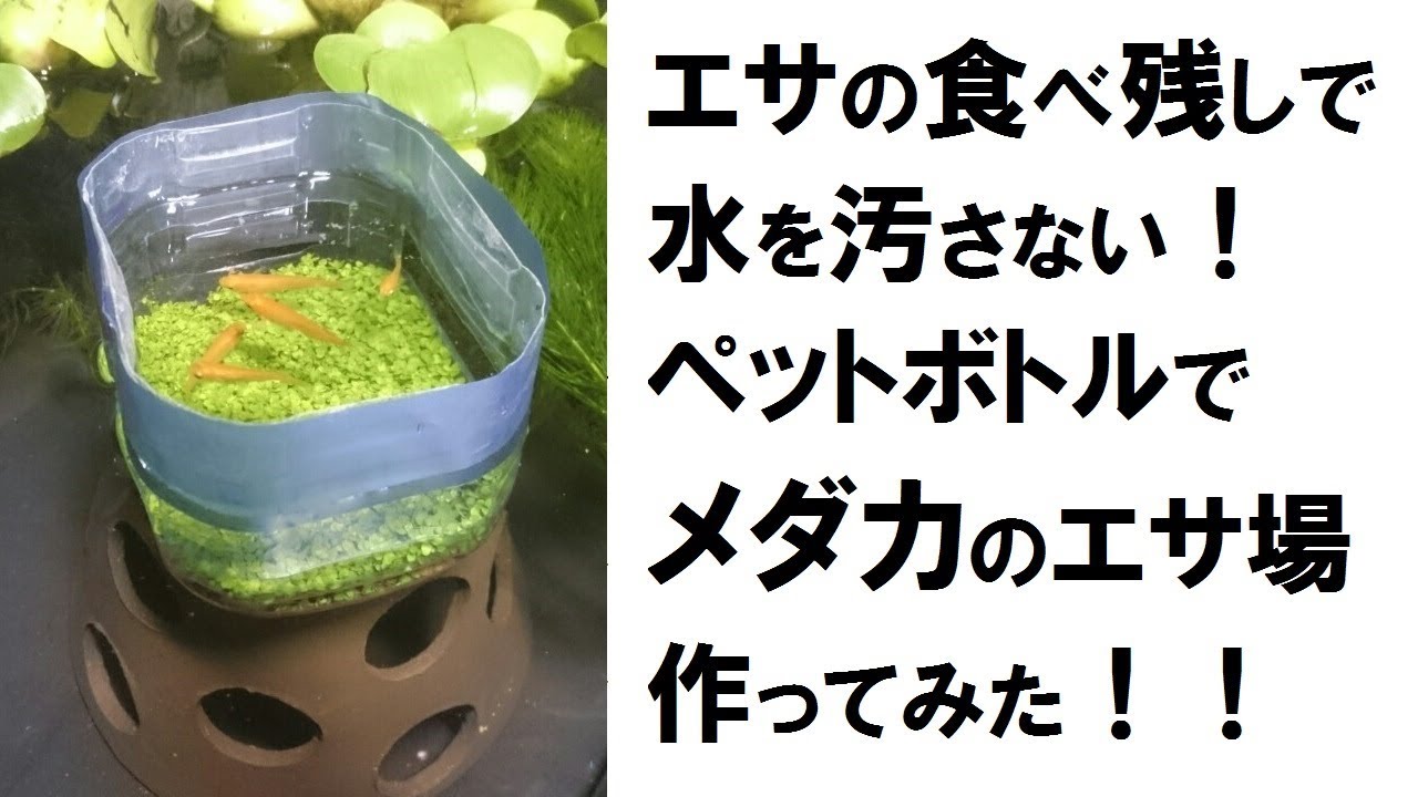 エサの食べ残しで水を汚さない！メダカのエサ場作ってみた！！