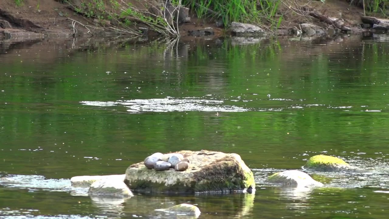 Fish rising on the River Ayr which is my local water......