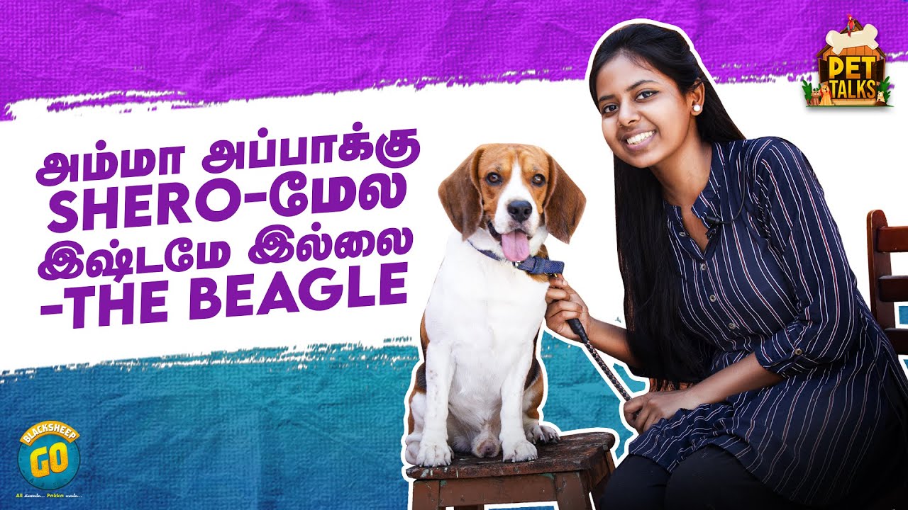 அம்மா அப்பாக்கு Shero-மேல இஷ்டமே இல்லை - The Beagle | Pet Talks | Blacksheep Go