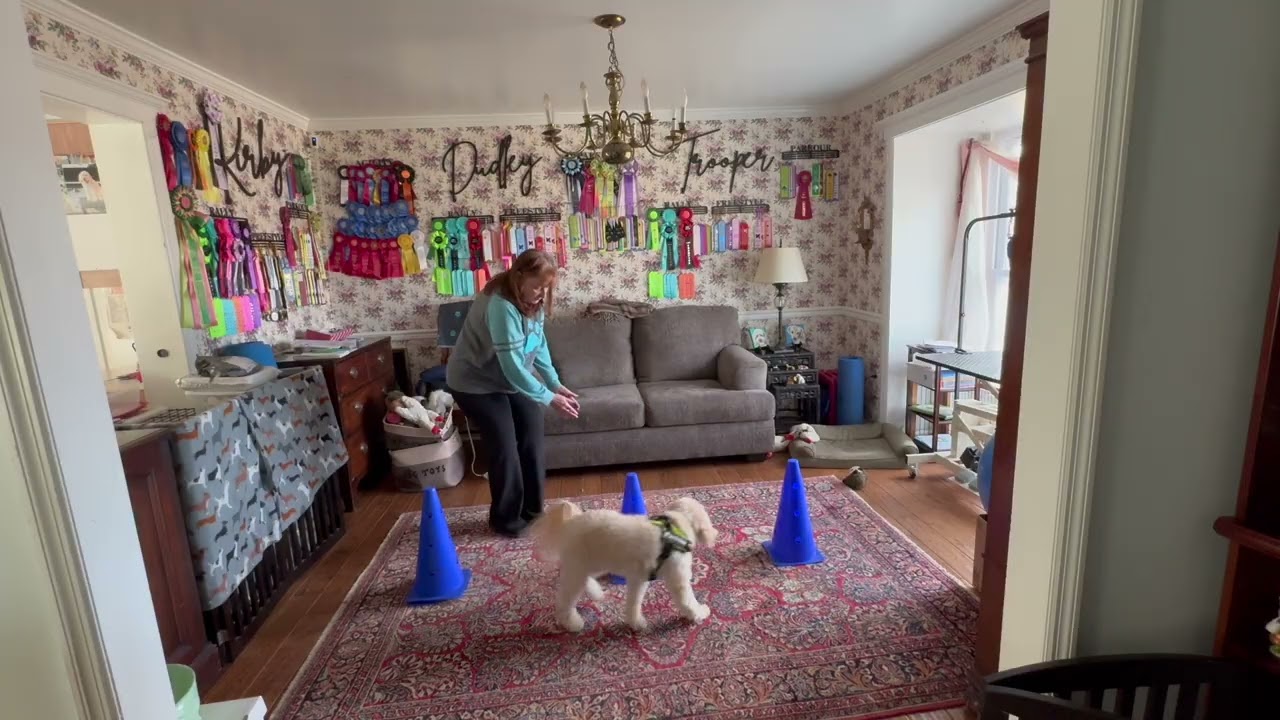 ADP Duddy - Seq L3.2   Dog Room