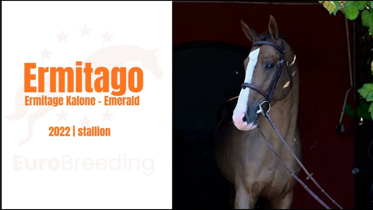 Ermitago (Ermitage Kalone - Emerald) 2022 stallion