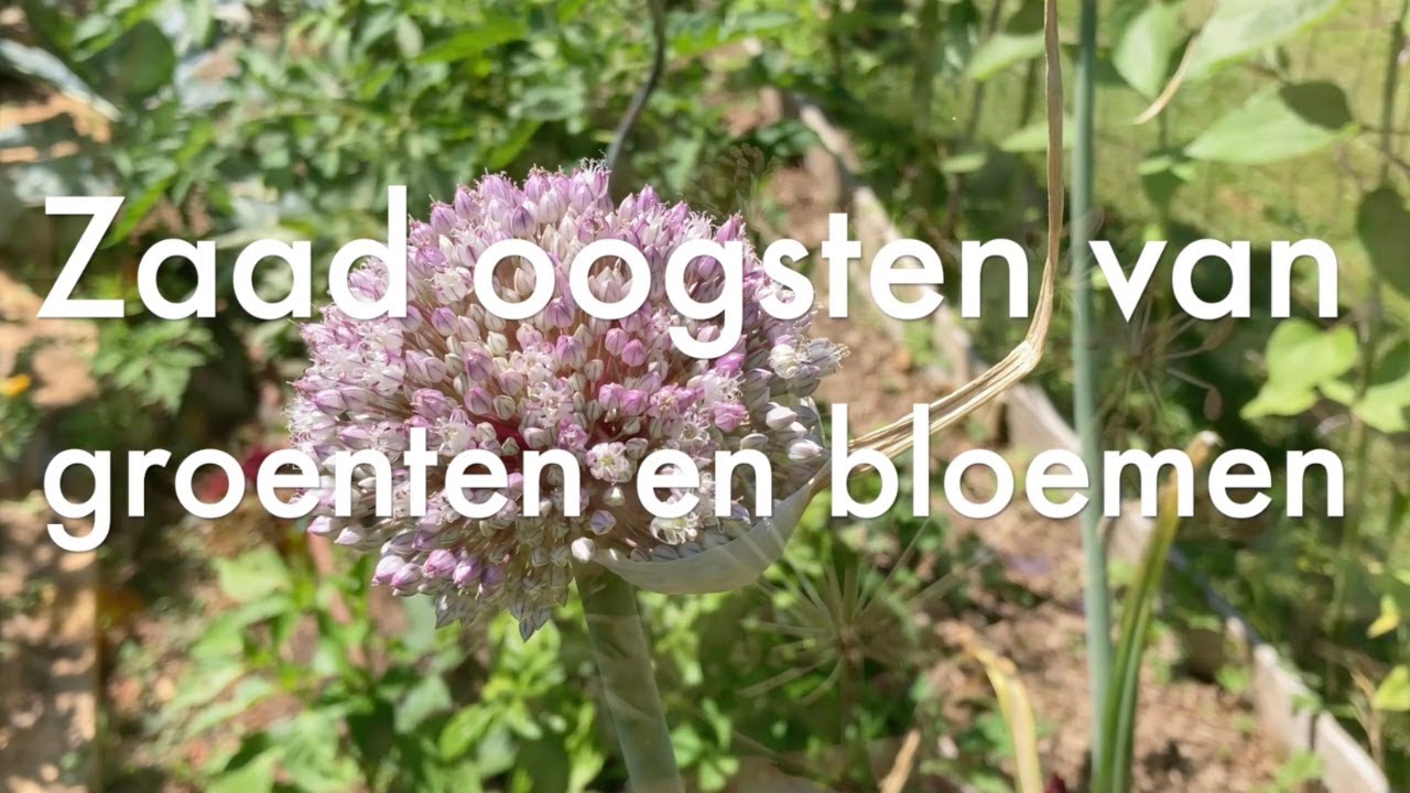 Ini's Moestuin #198 - Zelf zaad oogsten van groenten en bloemen & bloei eenjarige bloemen verlengen