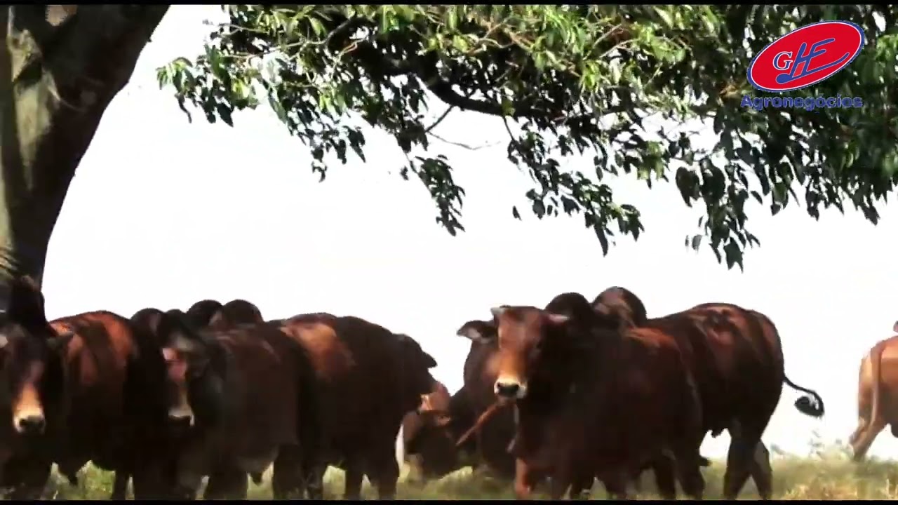 EXTREMAMENTE DÓCIL GADO SINDI. E MUITA  FACILIDADE NO MANEJO.   