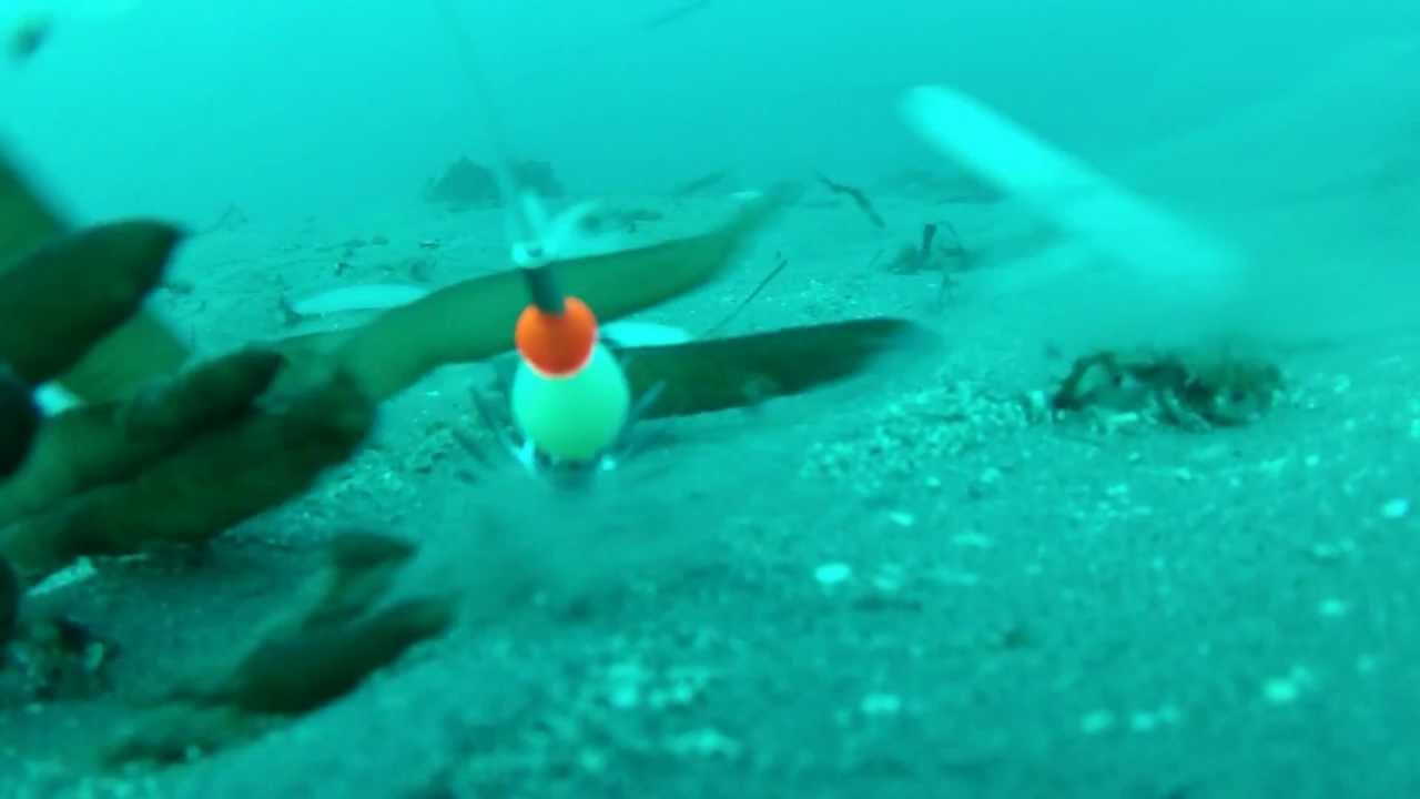 GoPro Hero 2: Bottom of the Ocean - Octopus on the Line - Raw Video