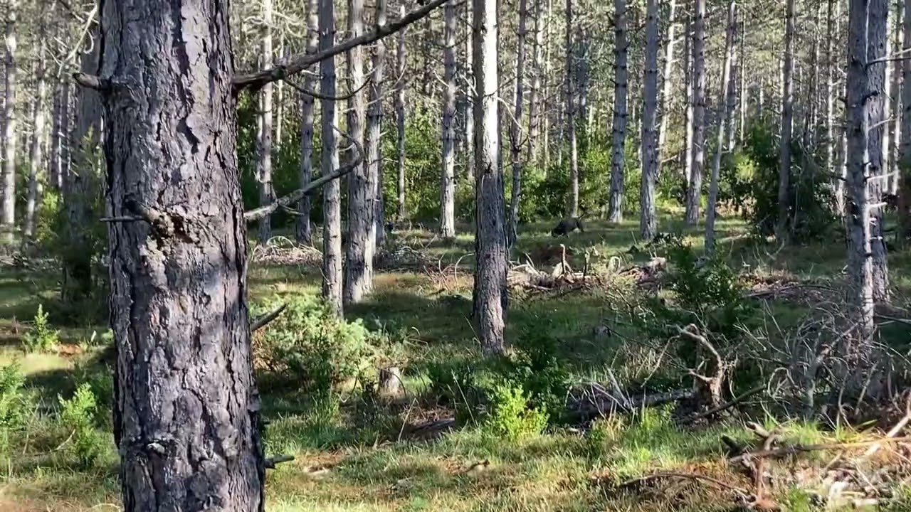 Chasse du lièvre au bâton 06/11/22