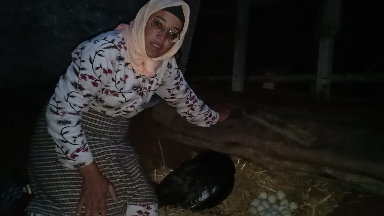 ترقيد الديك الرومي على بيض البط اول تجربة لسميرة مع البط شحال واصل التمن وشحال المدة باش يخرج 🦆🦆
