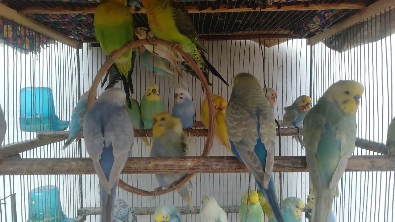 Funny Budgies You Will Watch More Than Once #Budgies #Parrots #FunnyBudgies #CuteBirds #Parakeets #T