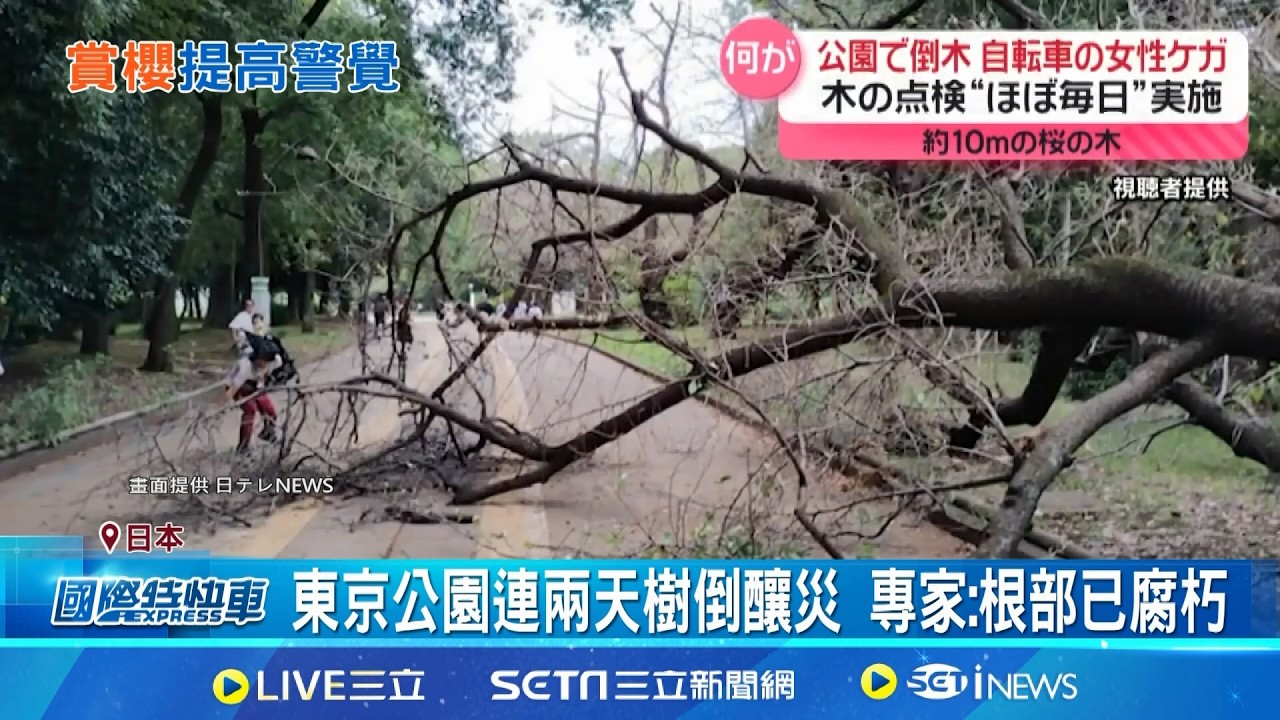 赴日賞櫻注意! 東京頻傳櫻花樹倒塌意外 東京公園連兩天出事 杉樹.櫻花樹壓倒人車│記者 柯雅涵｜國際關鍵字20260310│三立iNEWS