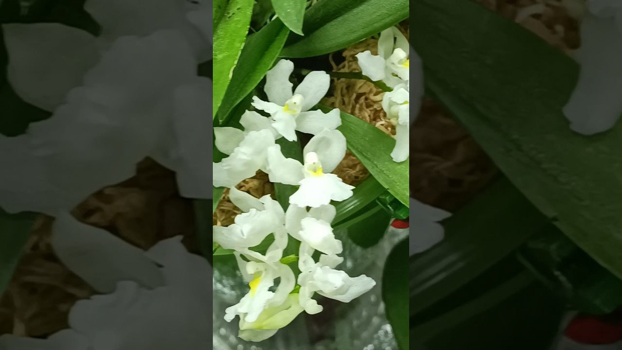 💙💛 Rodriguezia venusta 🥰🌱💮