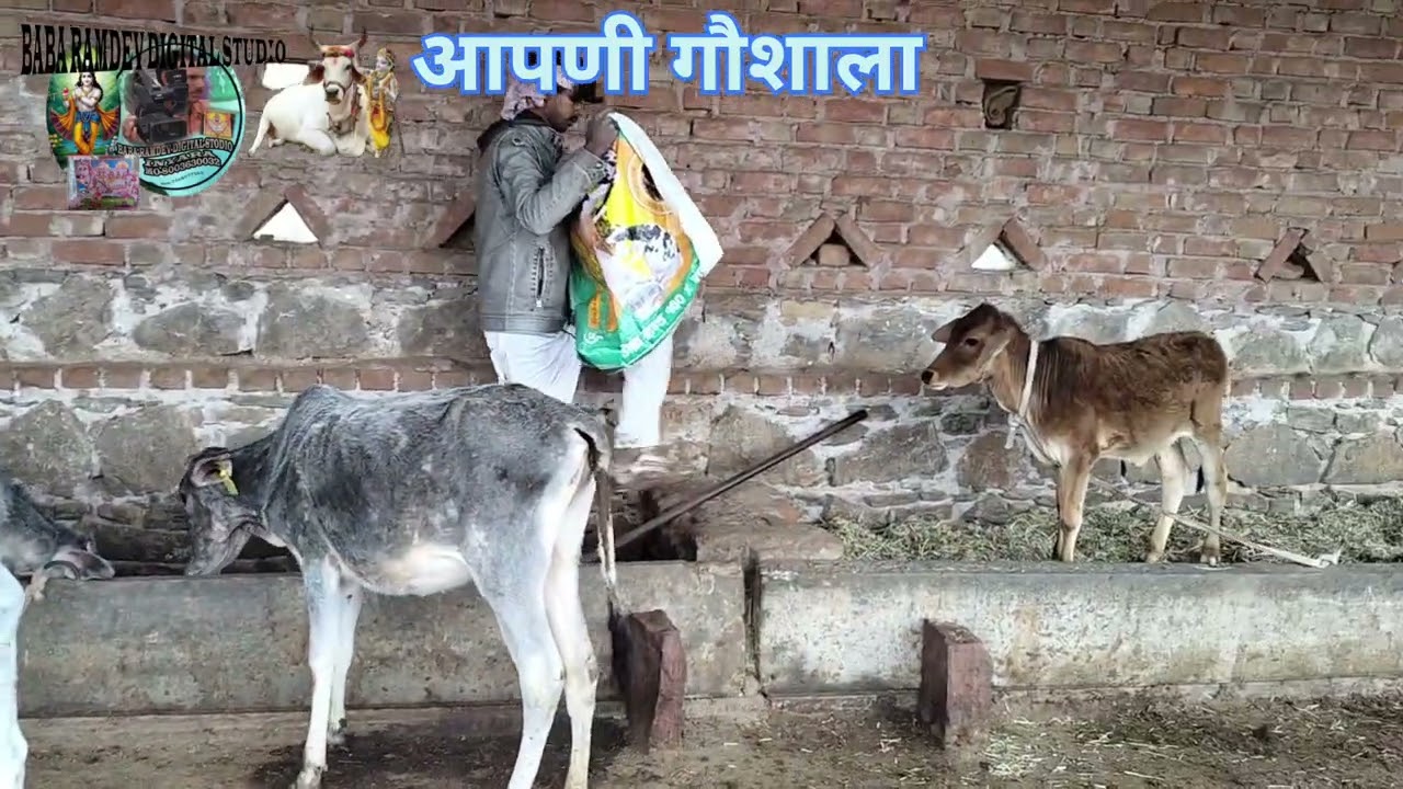 06.01.2026का आपणी गौशाला में कार्य 