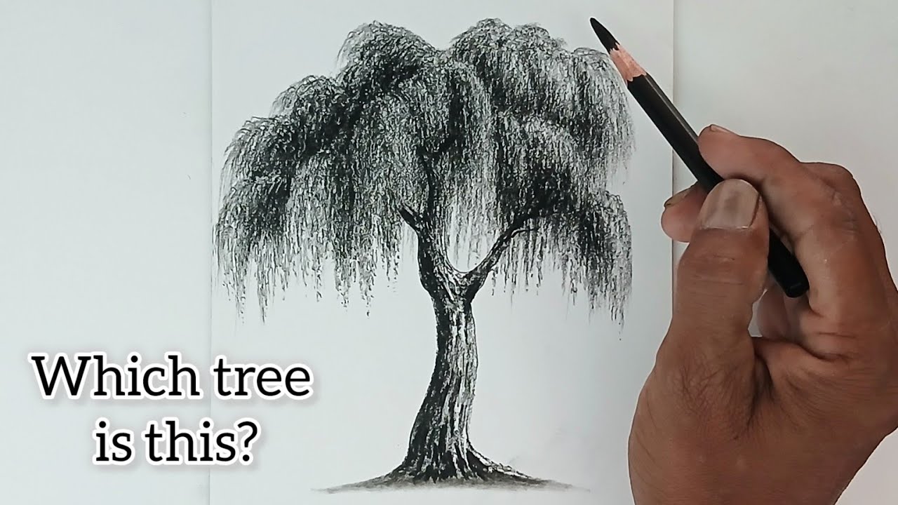A tree drawing sketch by pencil with easy ways.