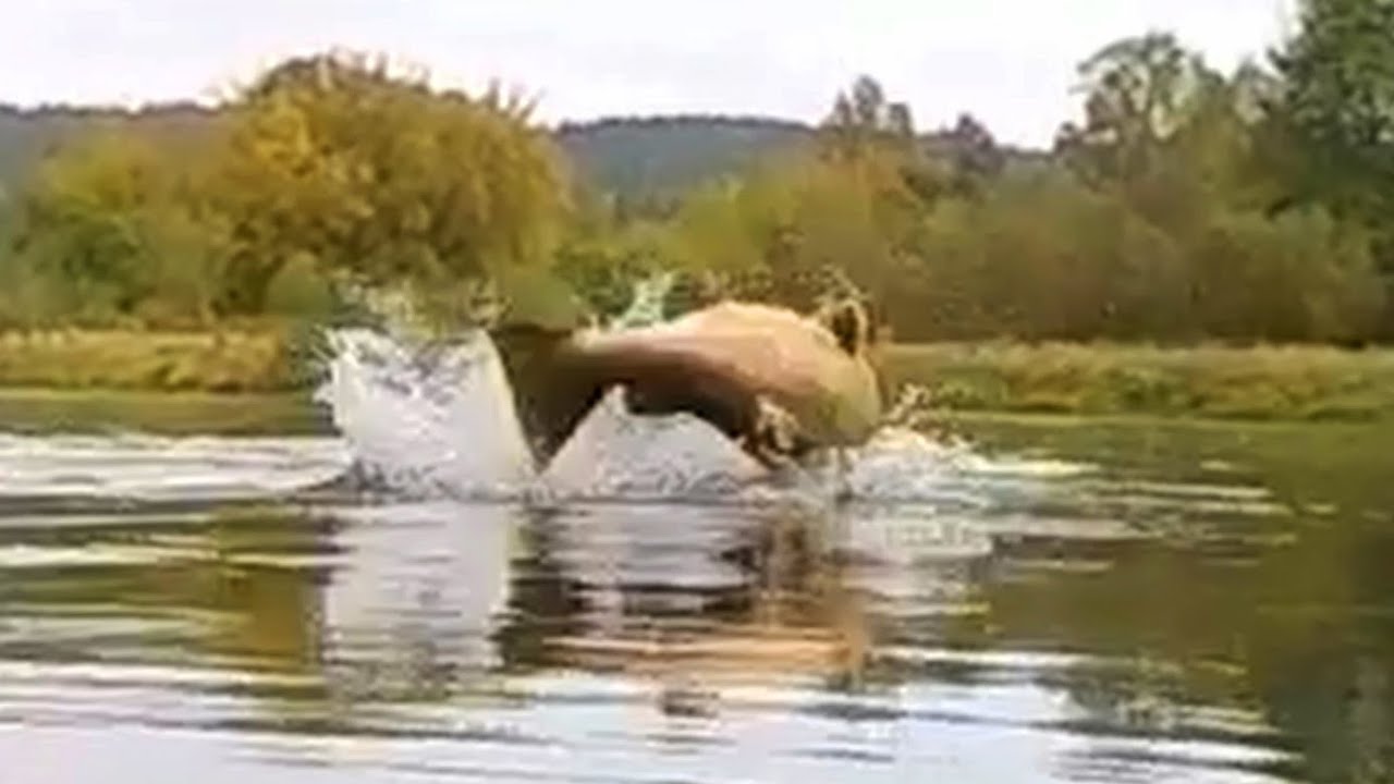 Salmon fishing Lithuania 2021 HIGHLIGHTS | Lašišų sezonas | Лосось Нерис