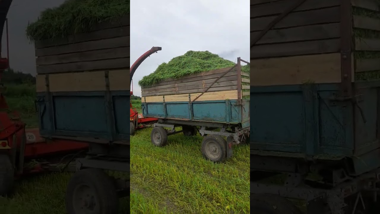 Заготівля силосу рось 2