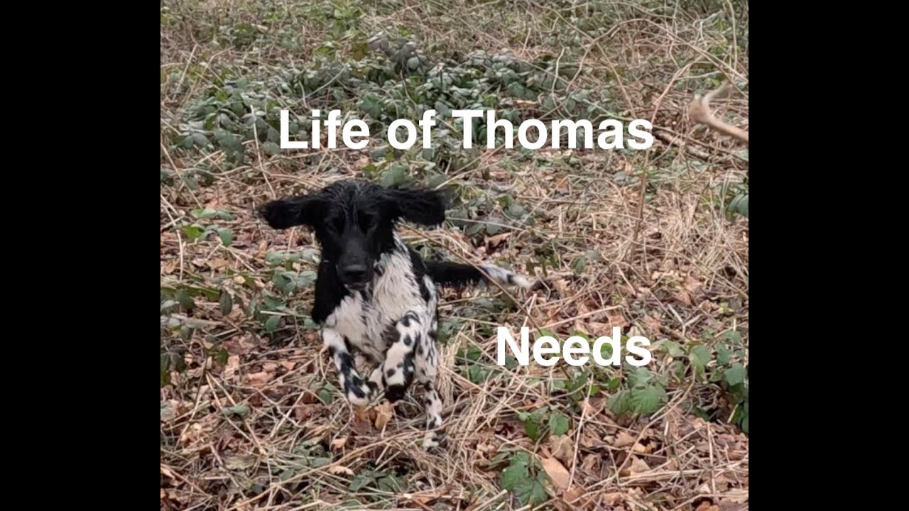 Pup Story   Life of Thomas   Needs