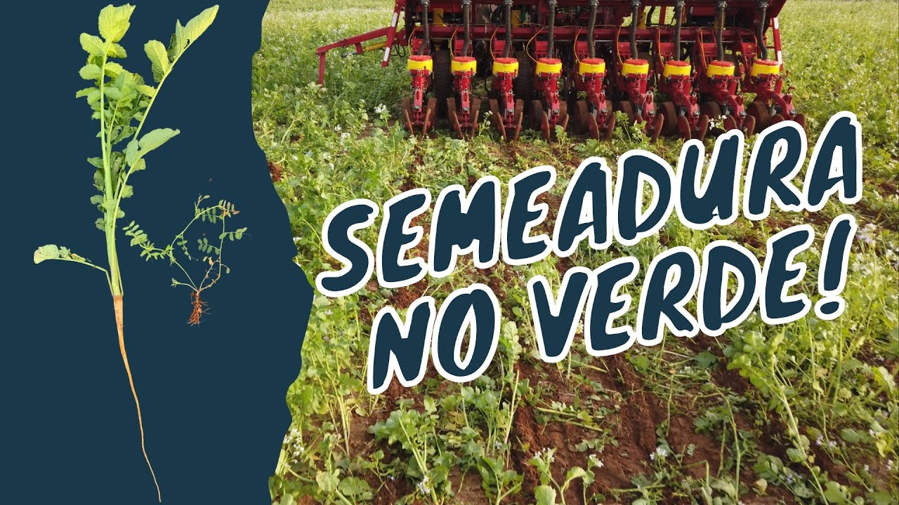 MILHO SOBRE NABO + ERVILHACA!! Iniciando mais uma safra