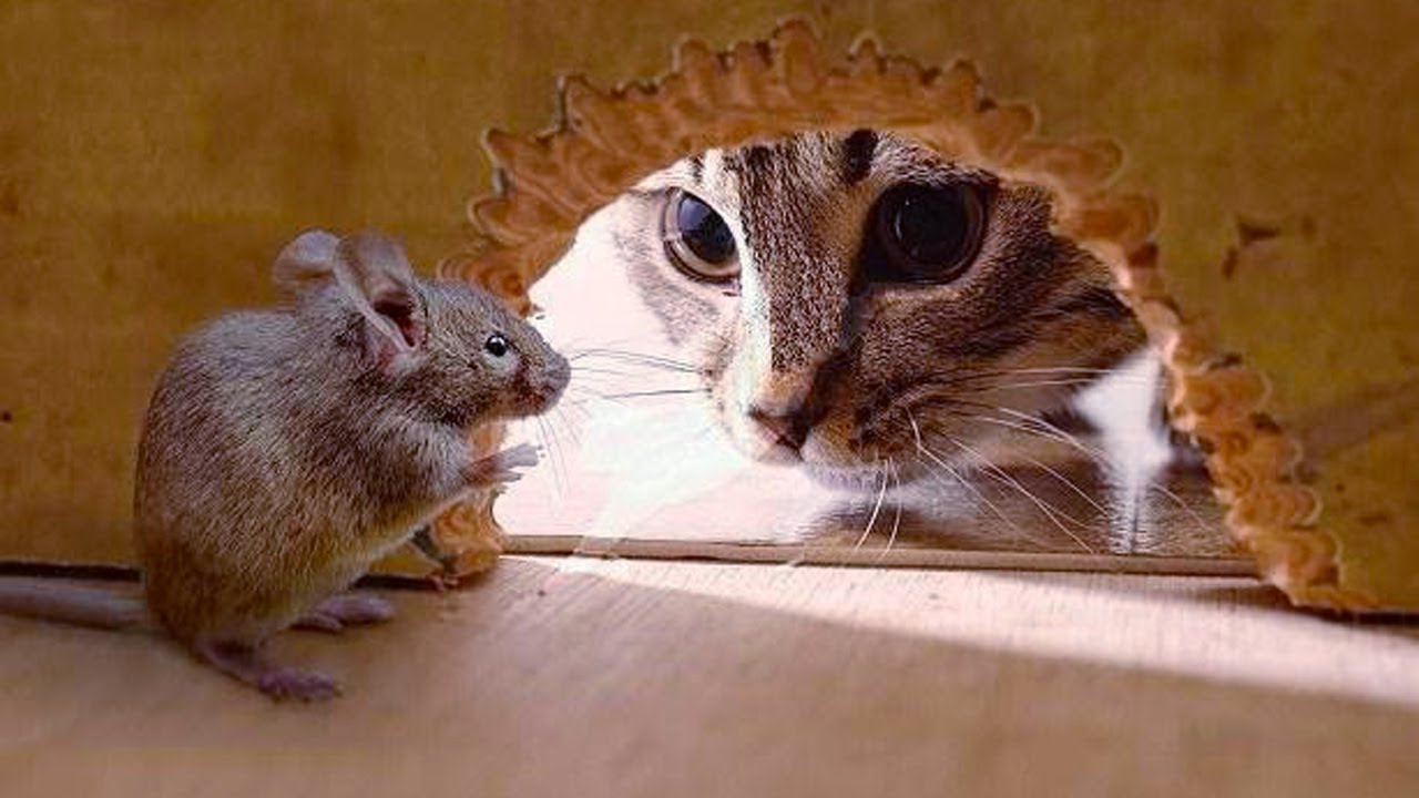 Funny Cats Vs Mouse| Tom and Jerry Real Life | Top Cats Video Compilation