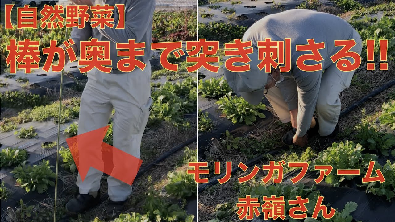 【自然農】棒が奥まで刺さる土！？ここにはミミズがいない！無肥料・無農薬で野菜！【モリンガファーム赤嶺彰弘さん】