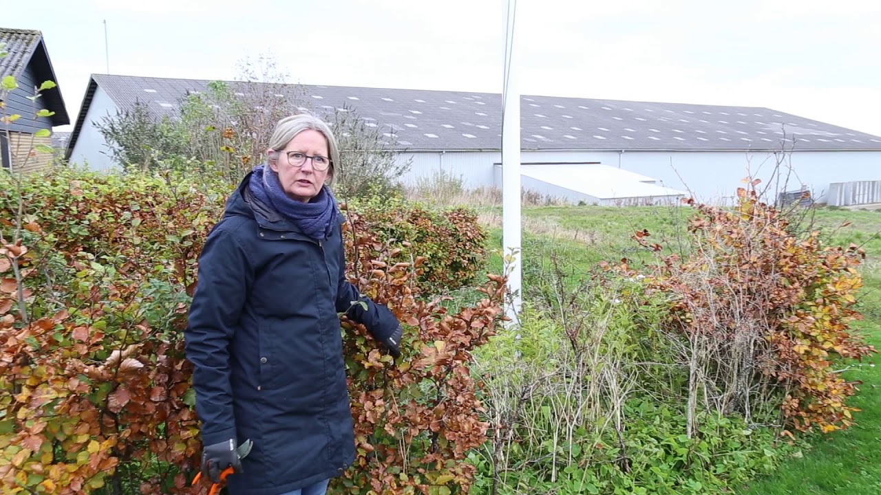 Ukrudt har taget magten i bedet