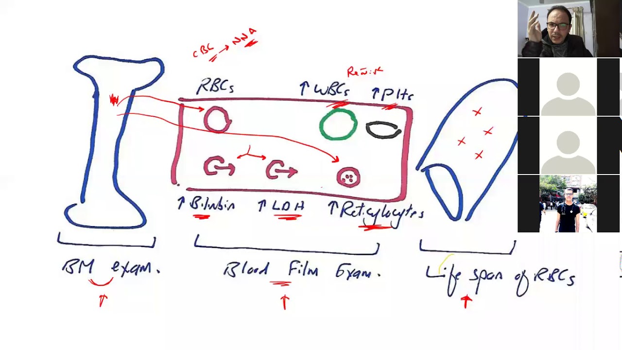 Hematology 6a