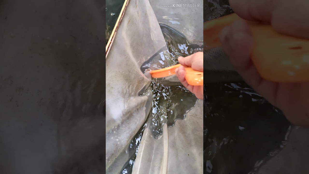 🔴Cara nak biak DAPHNIA MAGNA bagi hidup lama.