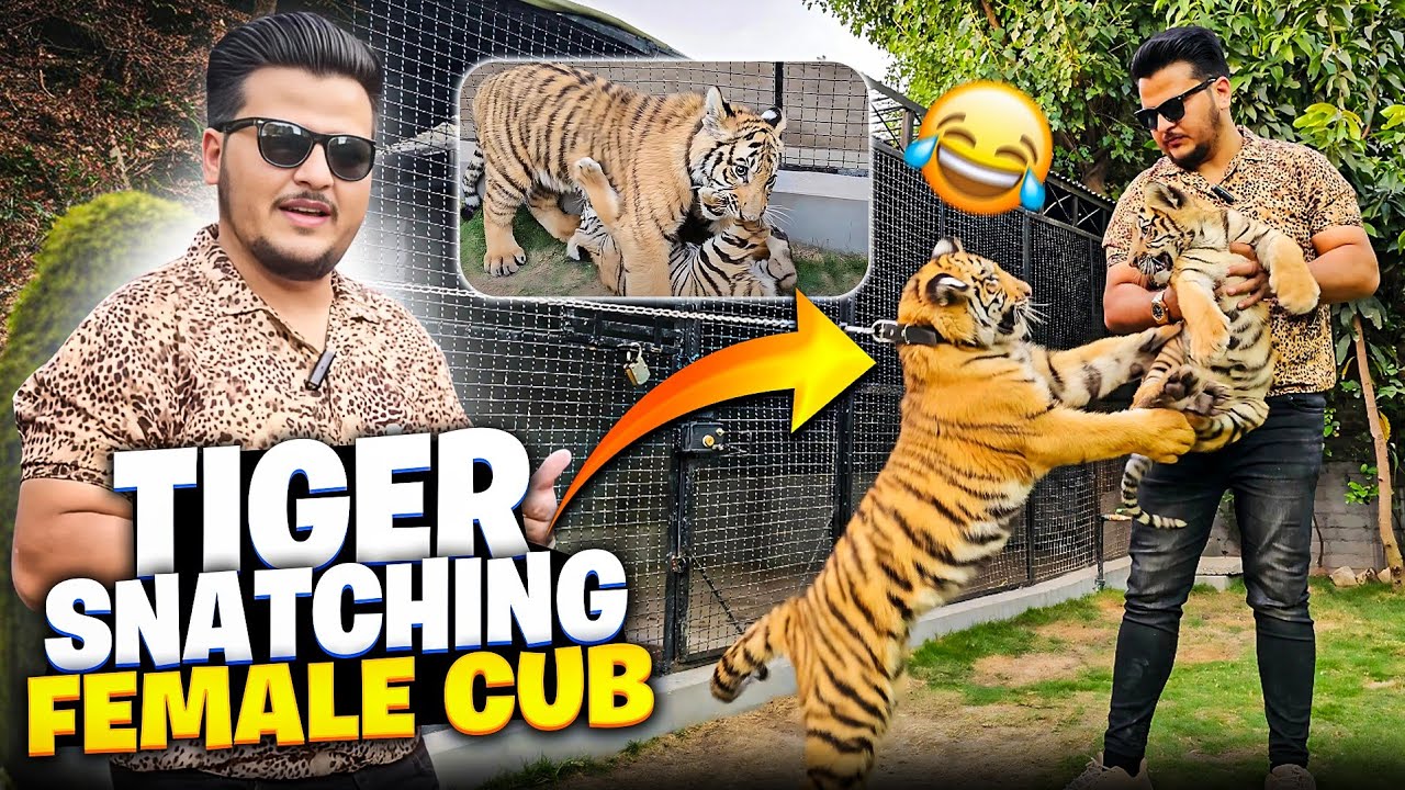 My Tiger Got His Female Partner | Tiger First time Met with Female Cub | Nouman Hassan |