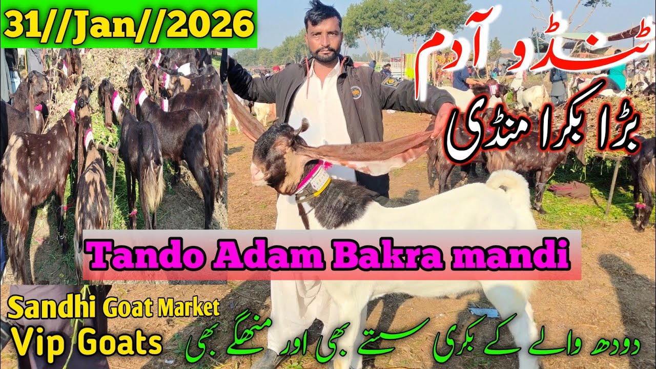 TANDO ADAM BAKRA MANDI 2026💥 Live Goat Market | Today Rates