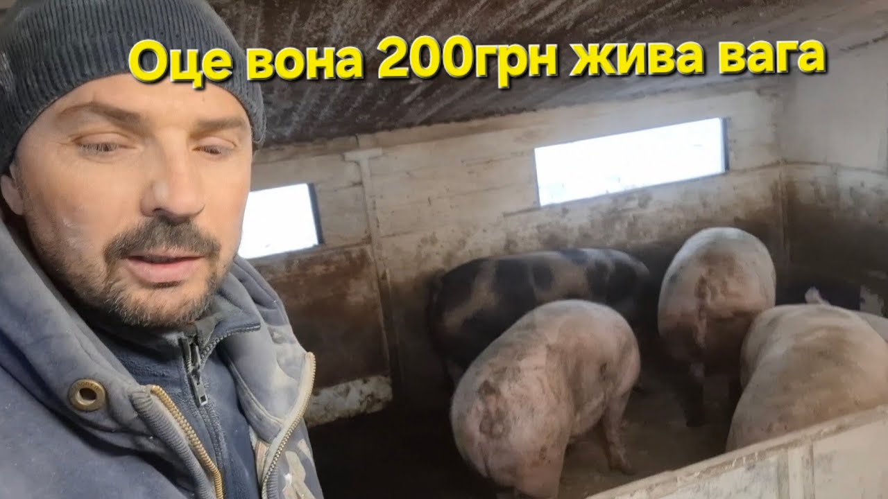 Поросята 200грн жива вага моя,ціна🔥Бізнес на перепілках на полу‼️Клітки для перепелів продаю‼️