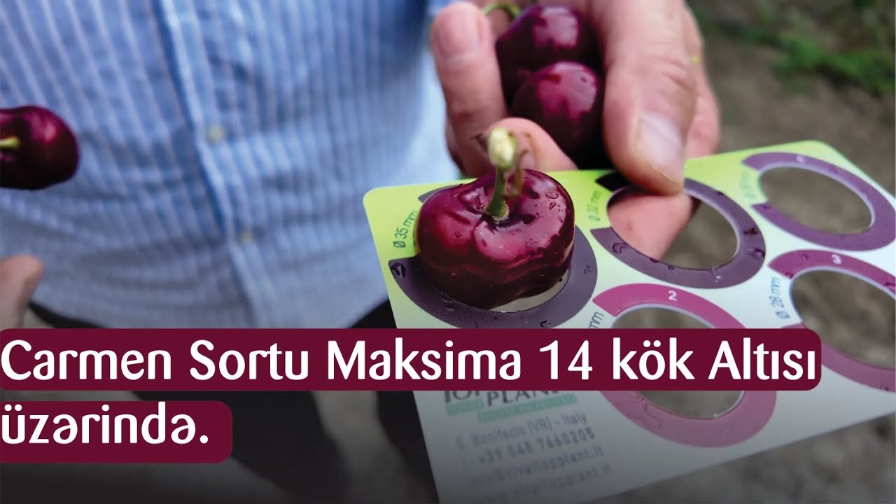 Carmen Sortu Maksima 14 Üzerinde.