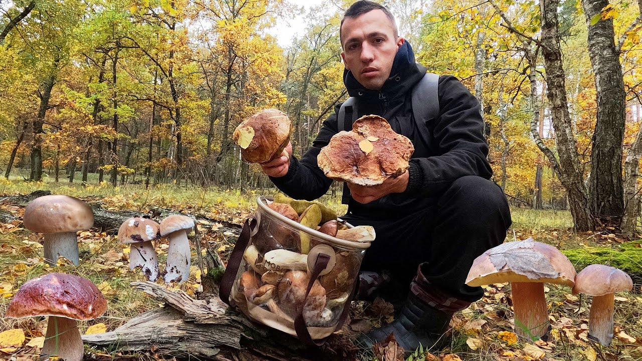 ГРИБНИЙ ШОК! 🤯 Такого Урожаю і Краси в Лісі я ще не бачив! 🍄‍🟫🌲