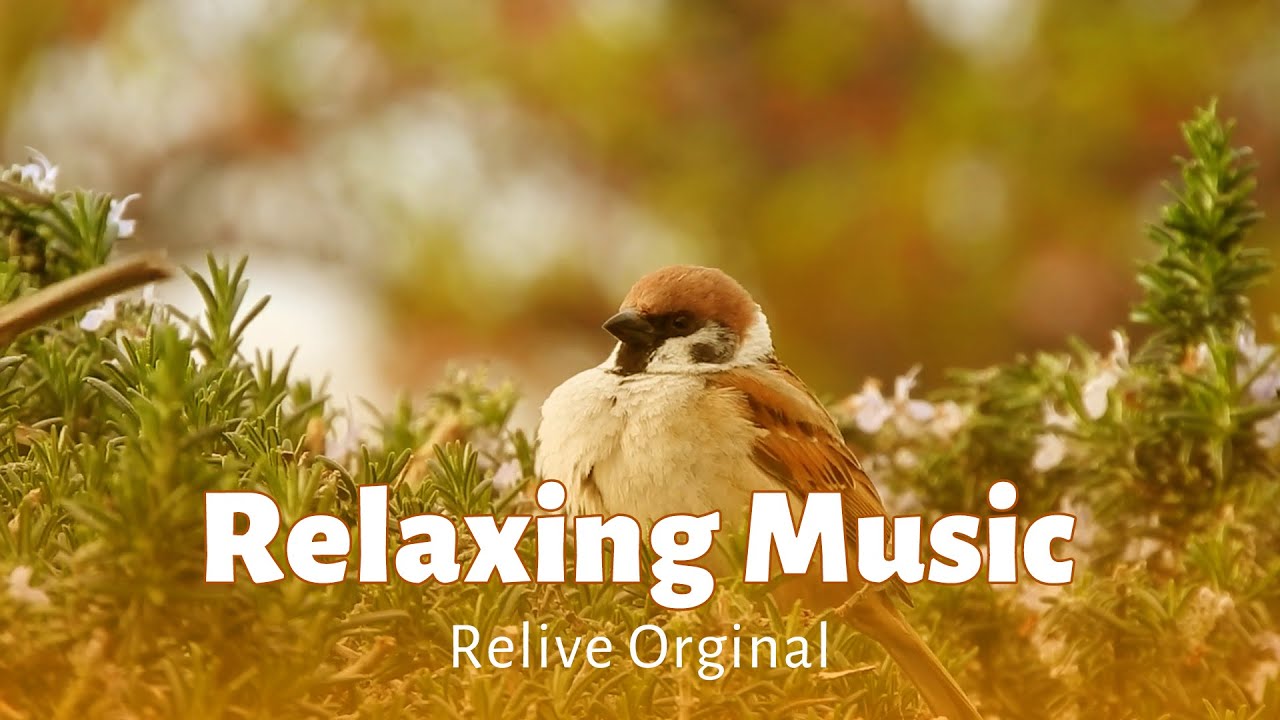 Relaxing Music for calm Autumn Evenings | Relive Original