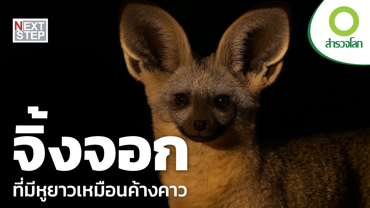 จิ้งจอกหูค้างคาว ที่มีหูยาวกว่าหน้า | สารคดี สำรวจโลก