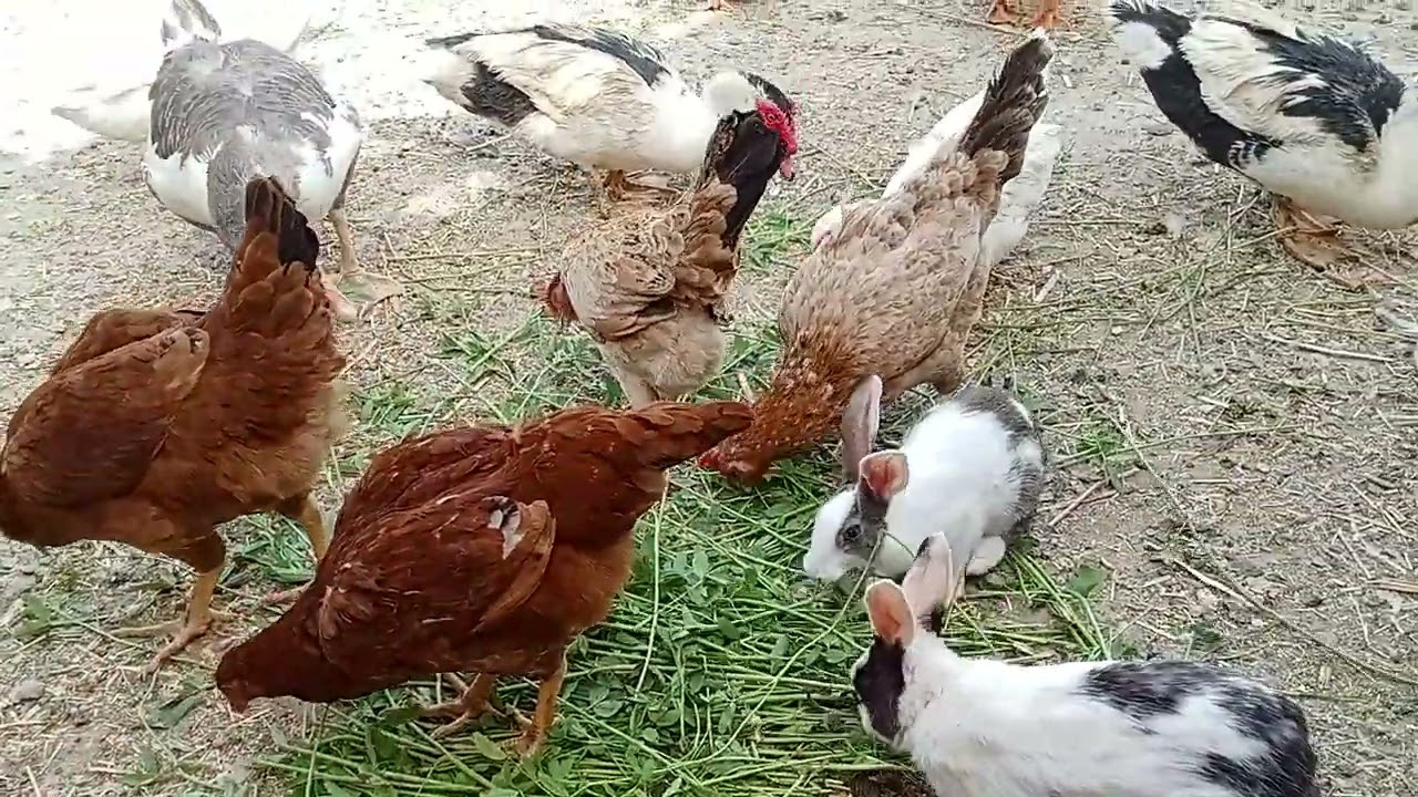 الجو حار جدا على الطيور اعمل ايه