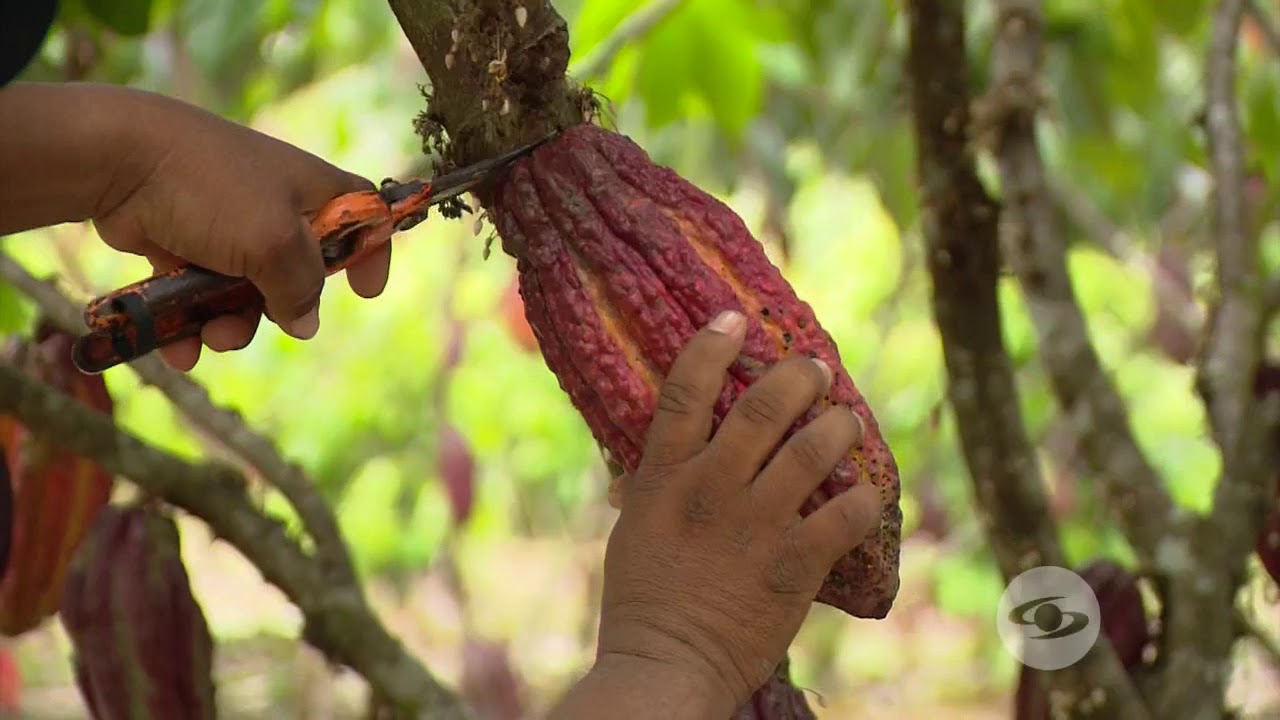 Mejore la rentabilidad del cacao | La Finca de Hoy