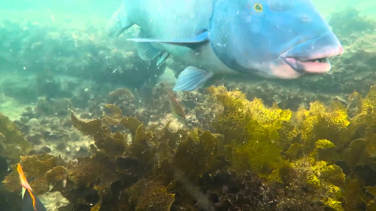 Eastern Blue Groper; Crimson Banded Wrasse; Eastern hulafish