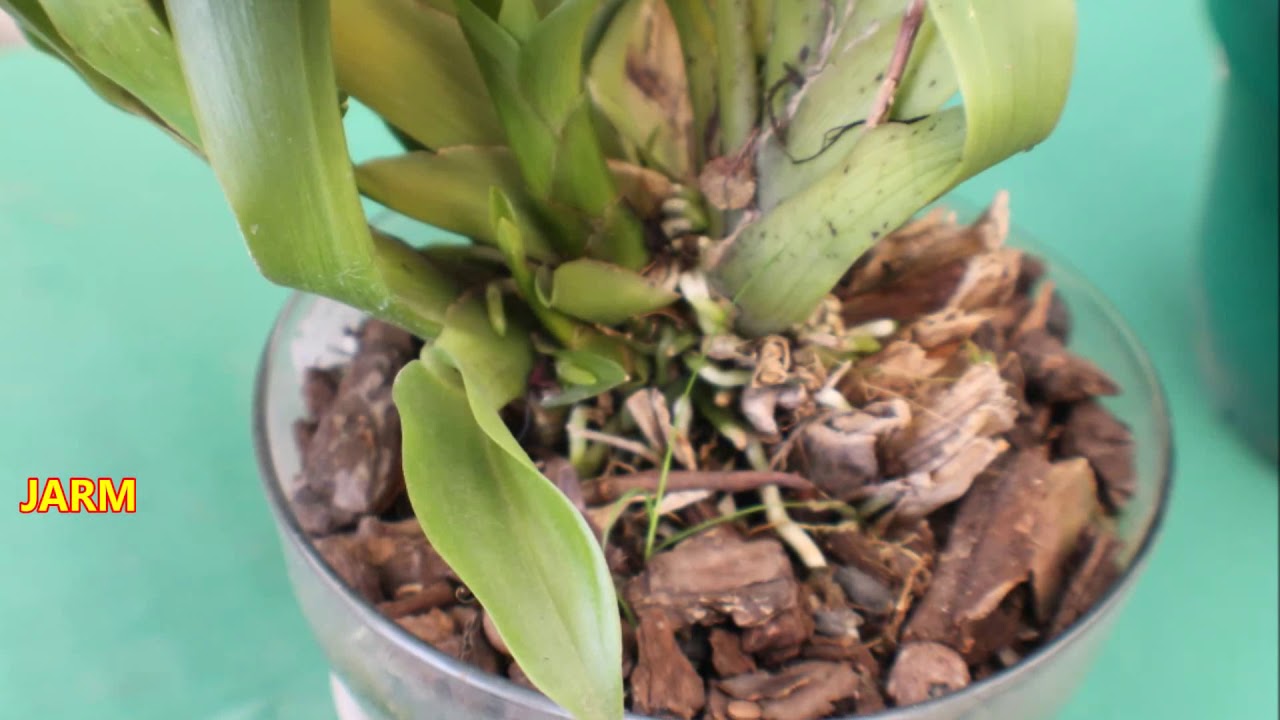 Fertilizantes & Fertilizacion  de orquídeas