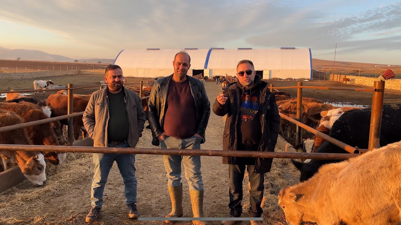 Keyf hayvancılık İBRAHİM ÖZPAY angus melezleme işletmesi PART 2 👍👍👍