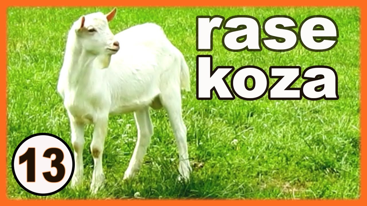 Породы коз - разведение коз для начинающих