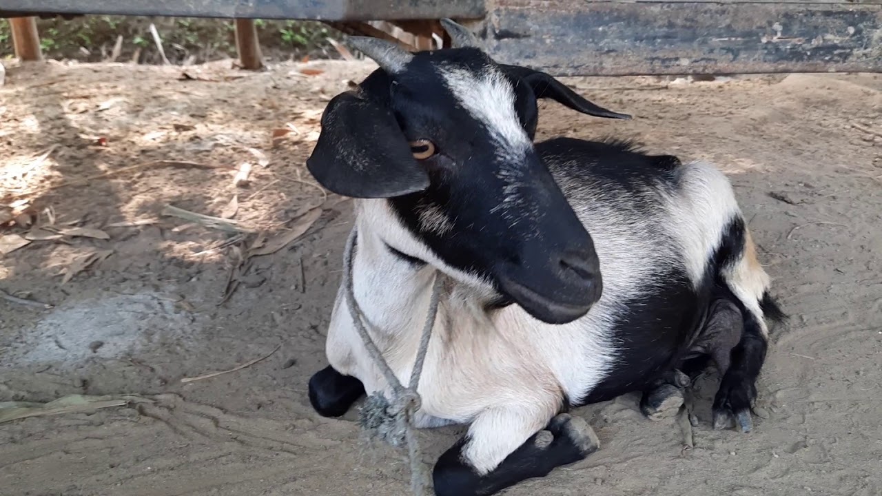 Goat sound 2020 । Best goat sound in the world 2020