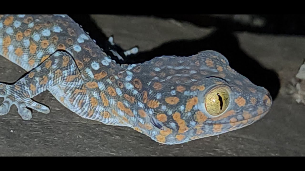 GECKO IN HOUSE |MANY GECKO