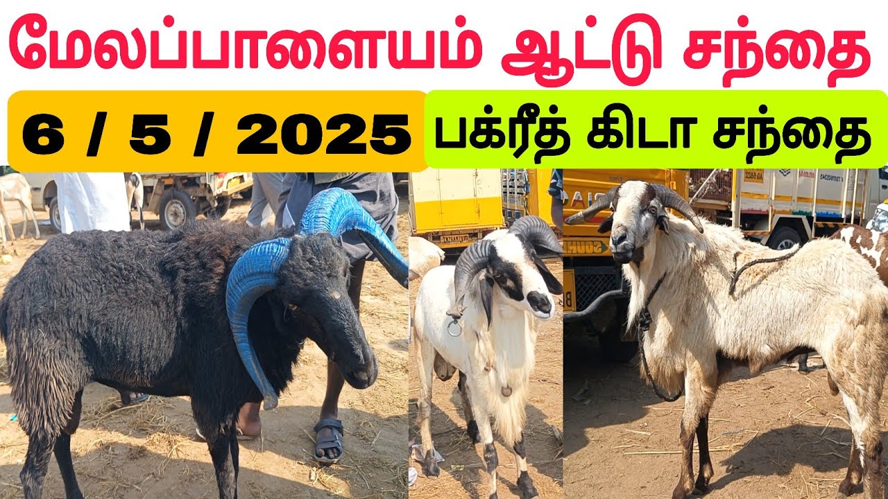 6 / 5 / 2025 / மேலப்பாளையம் ஆட்டு சந்தை #பக்ரீத்கிடா #கிடா #goat #goatmarket #sheep #sheepmarket